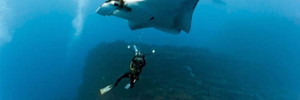 Top foto voor Zeedieren