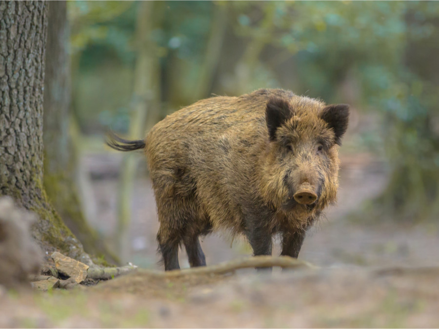 Dieren Hoge Veluwe