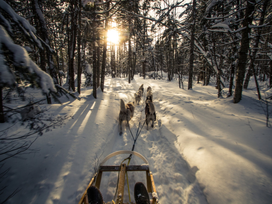 Huskytocht in Canada