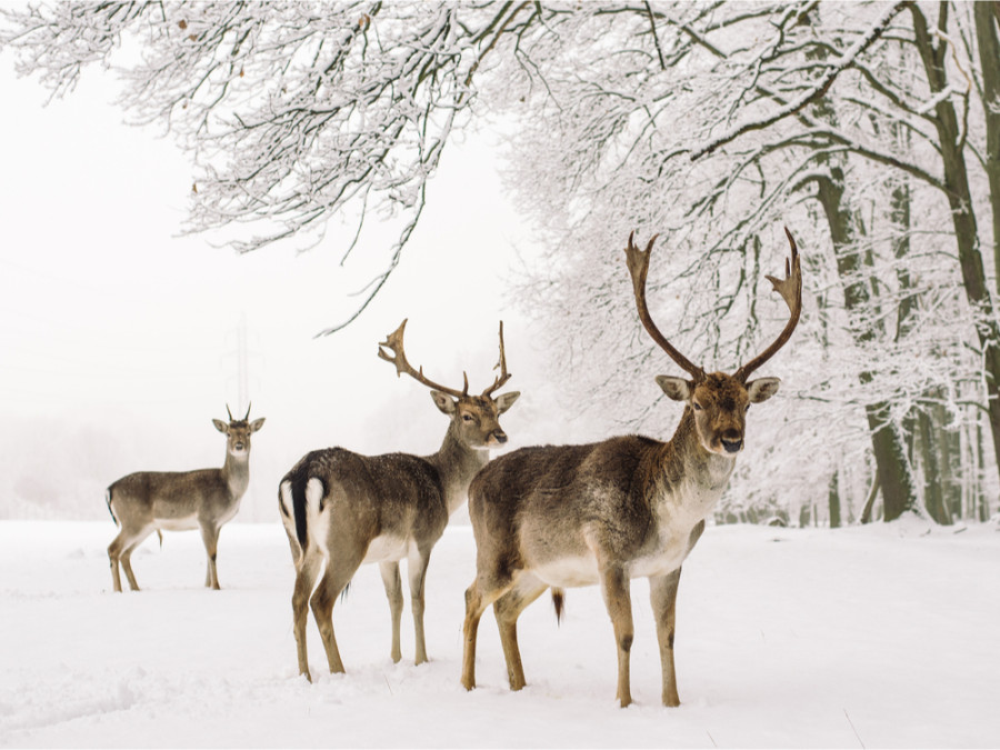 Wintersafari Canada