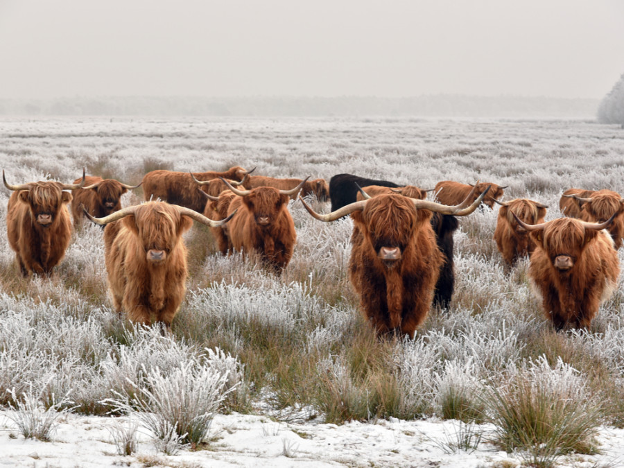 Buiten in de winter