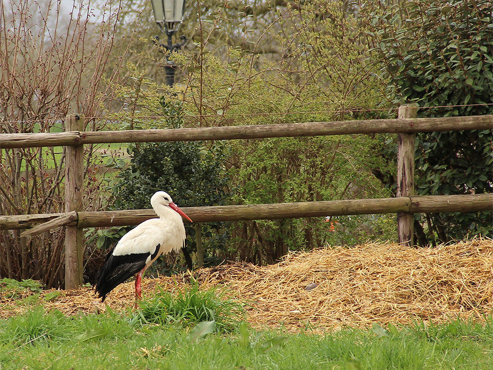 Witte ooievaar