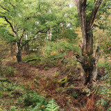 Afbeelding voor Wandelen in Wolfheze