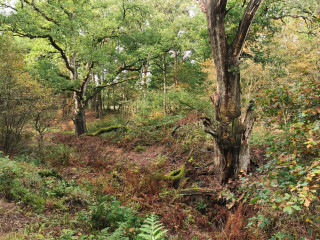 Afbeelding voor Wandelen in Wolfheze