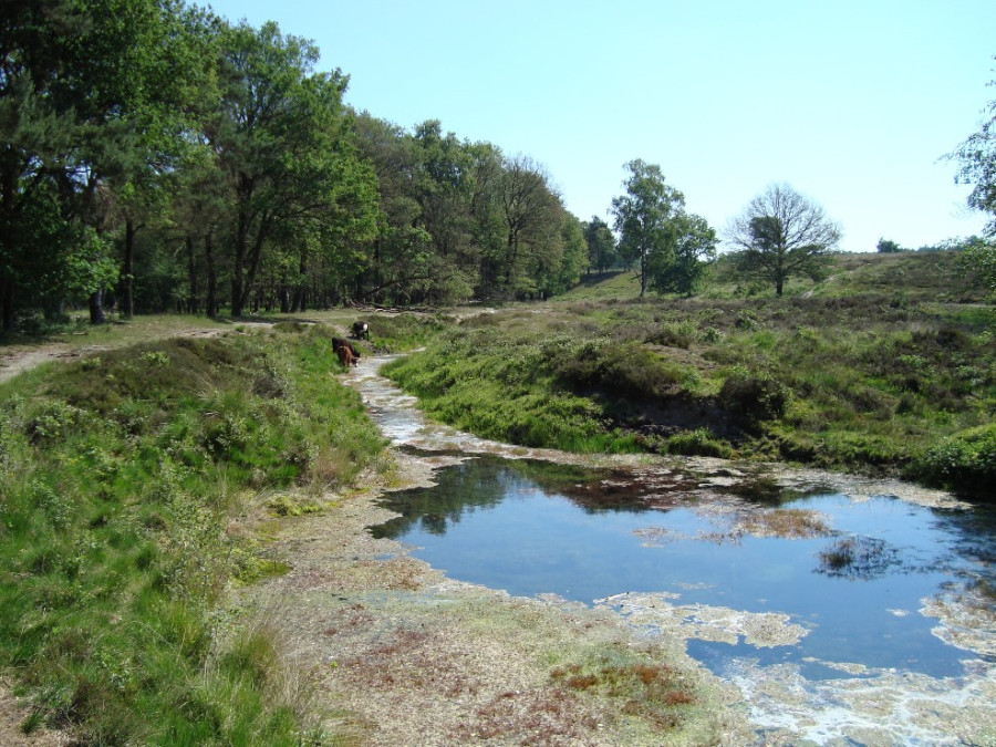 Natuur bij Wolfheze