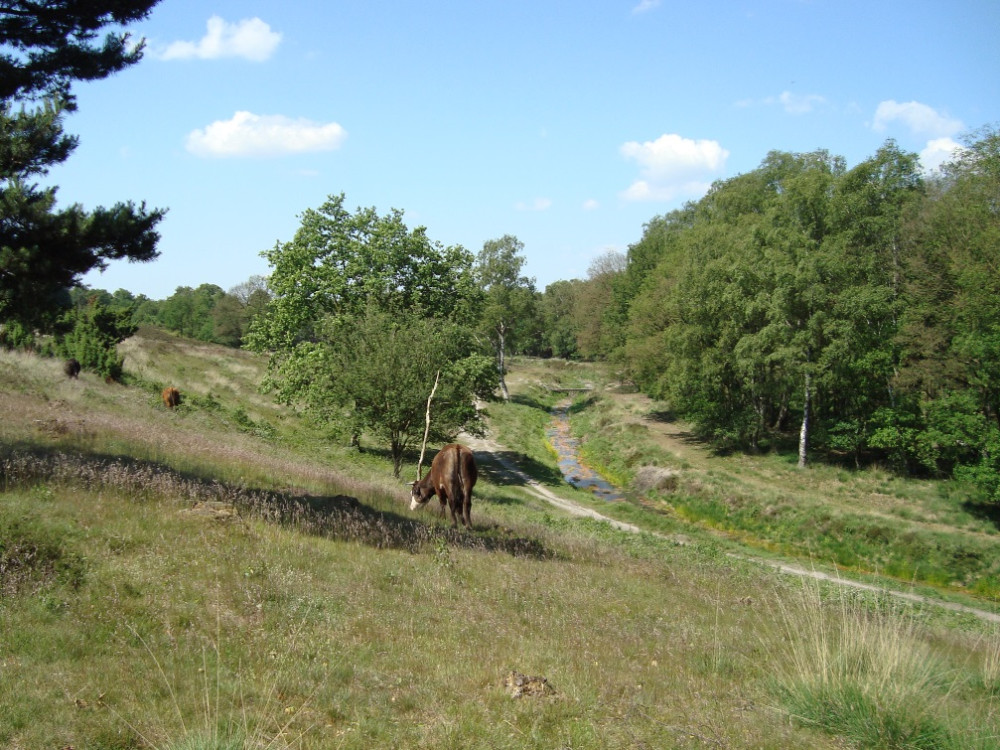 Natuur in Wolfheze