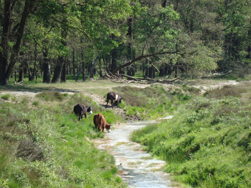 Wodansroute Wolfheze