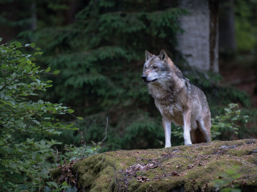 Wolf in Europa