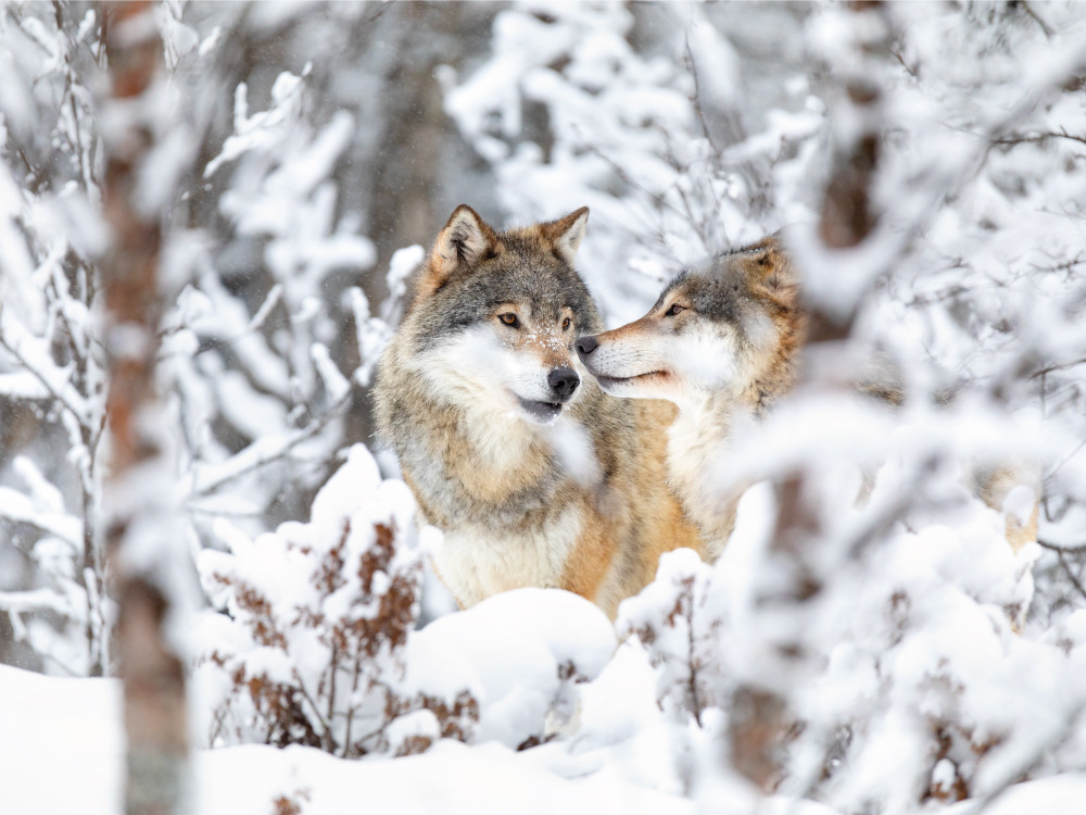 Wolven in de sneeuw