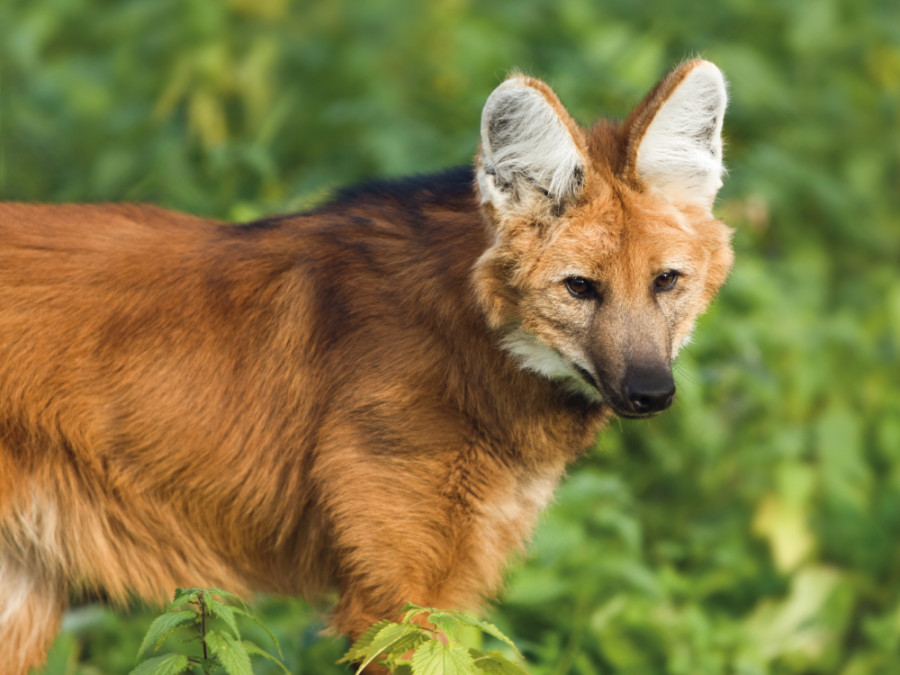 Manenwolf Cerrado