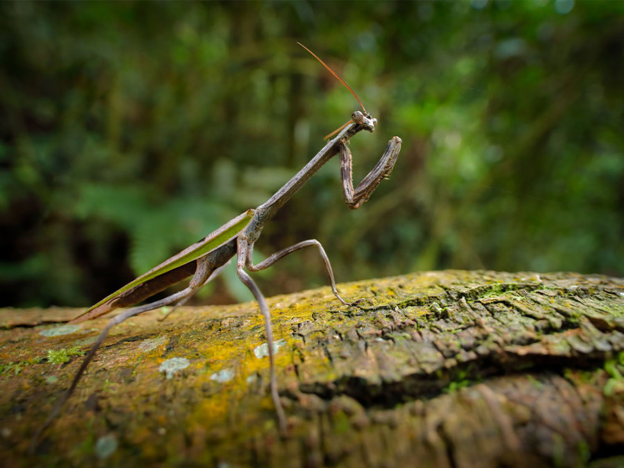 Dieren in de jungle van Ecuador