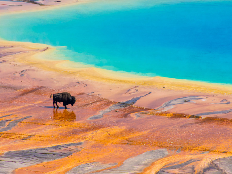 Dieren Yellowstone