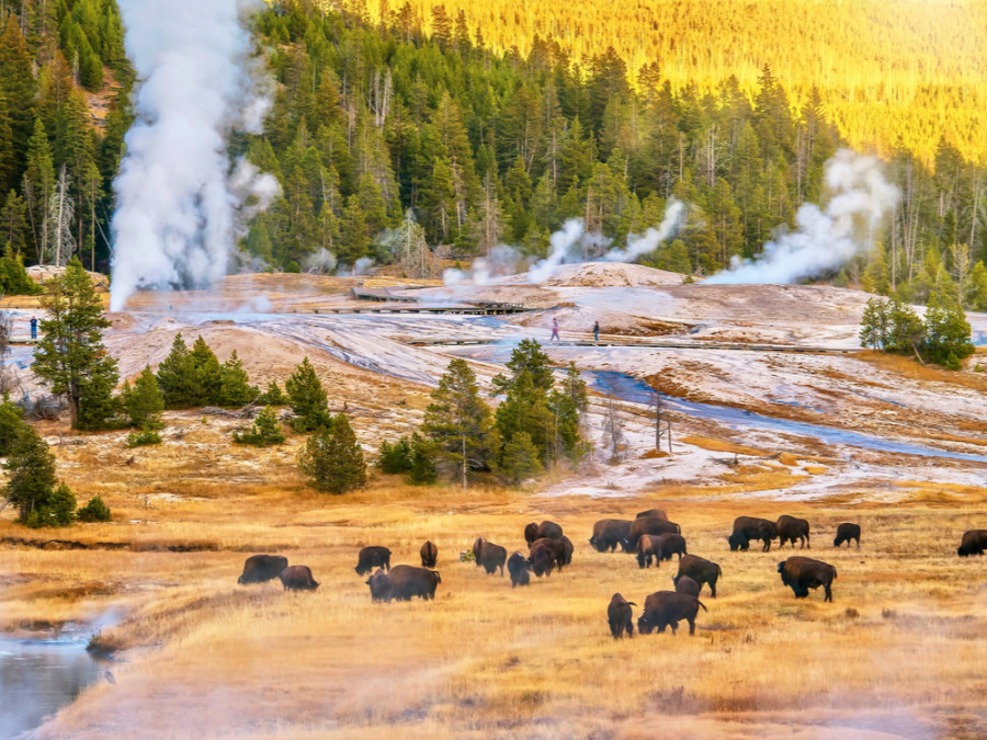 Yellowstone