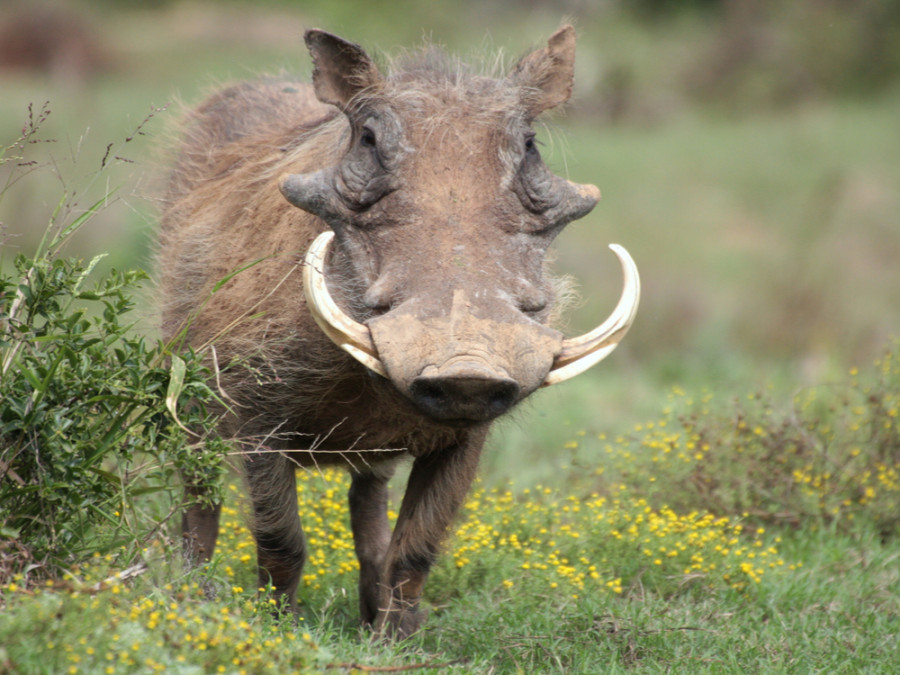 Dieren in Addo Elephant N.P