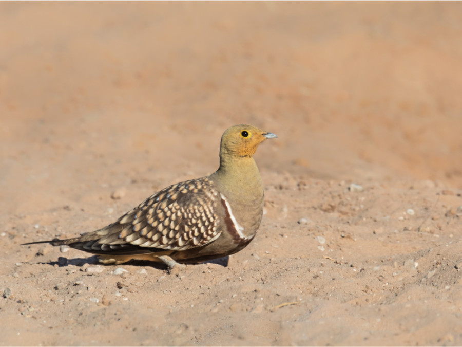 Namaqua zandhoen