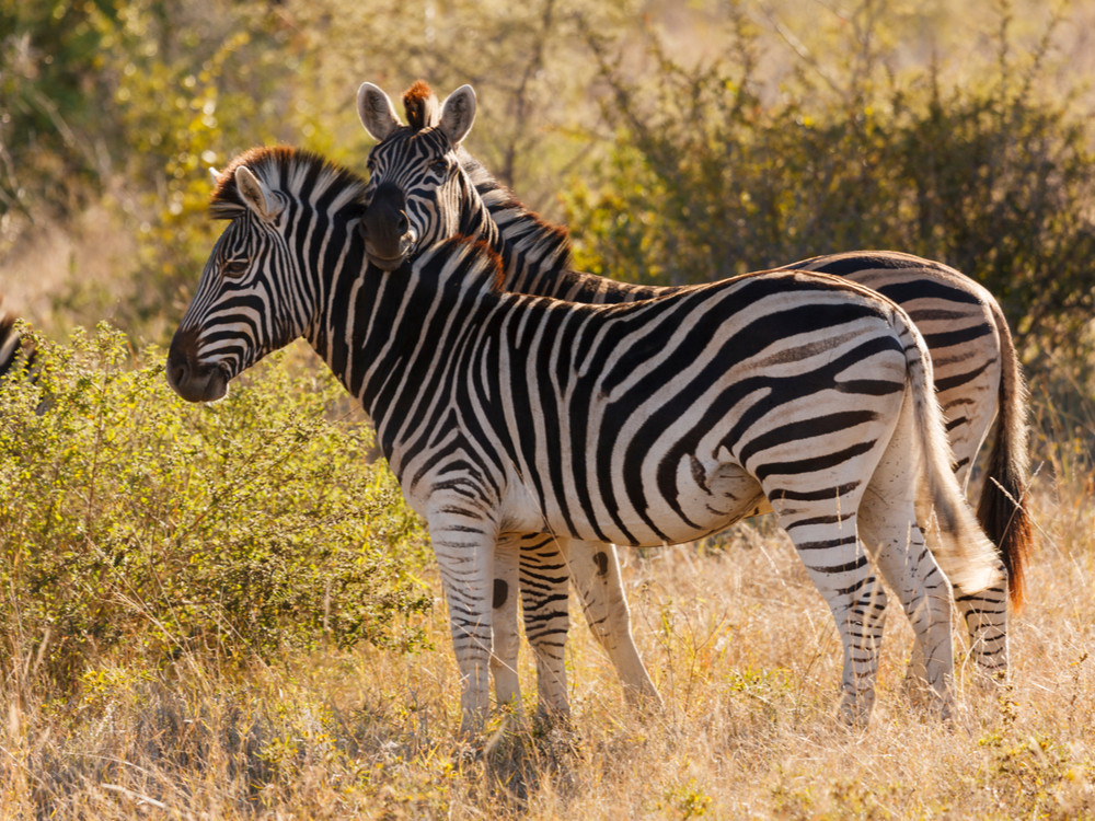 Zebra's Kwazulu Natal