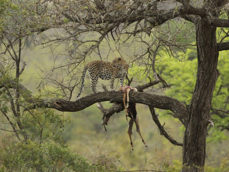 Big Five in Zuid-Afrika