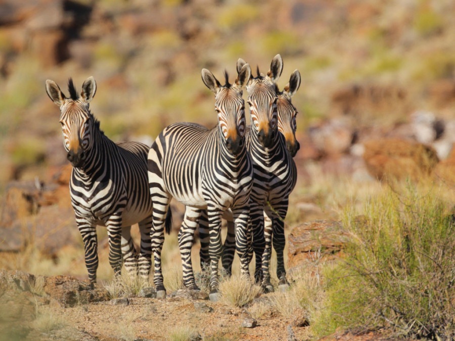 Mount Zebra National Park