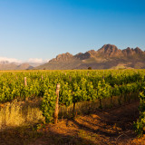 Afbeelding voor Wijnreis in Zuid-Afrika