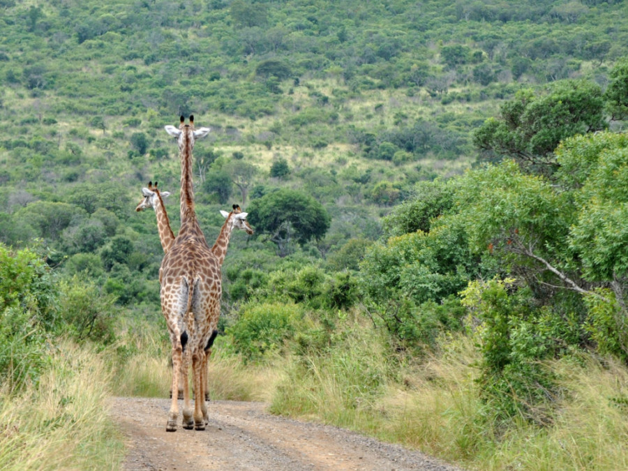 Giraffes