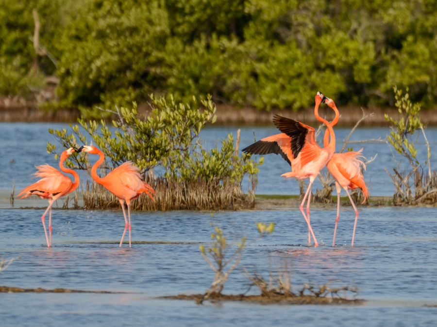 Natuur op Cuba