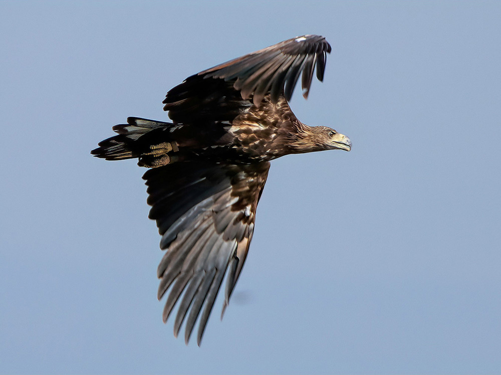 De zeearend in Zeeland