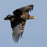 Afbeelding voor Vogels in Zeeland