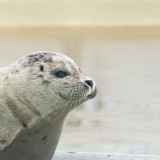 Afbeelding voor Waddenzee