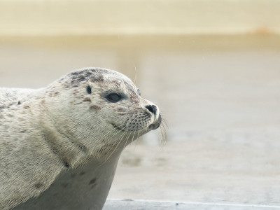 Afbeelding bij Waddenzee