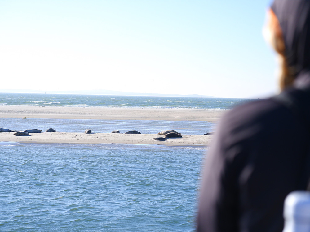 Zeehonden kijken op Terschelling