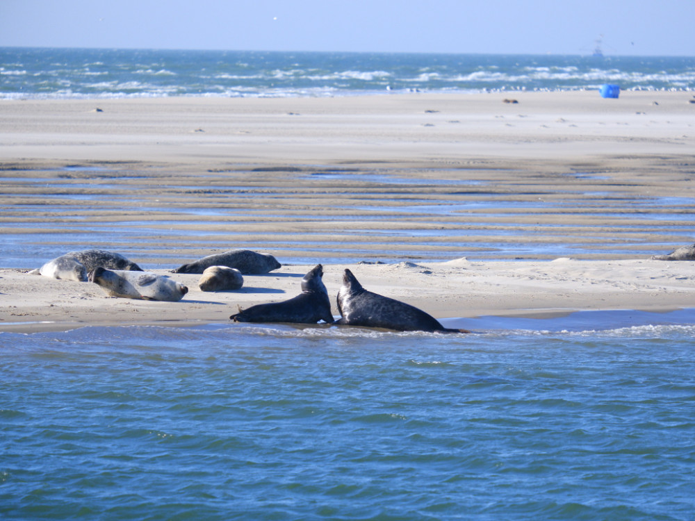 Zeehonden