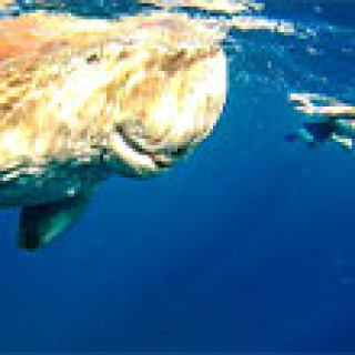 Afbeelding voor Get Your Guide -  Snorkeltrip zeekoeien en schildpadden