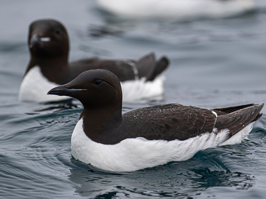 Zeevogels spotten in Nederland