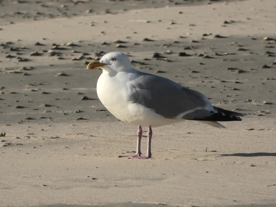 Zilvermeeuw op Vlieland