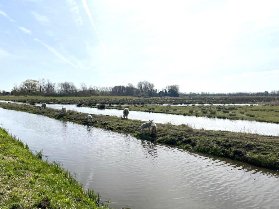 Wandelen vanaf Haarlem