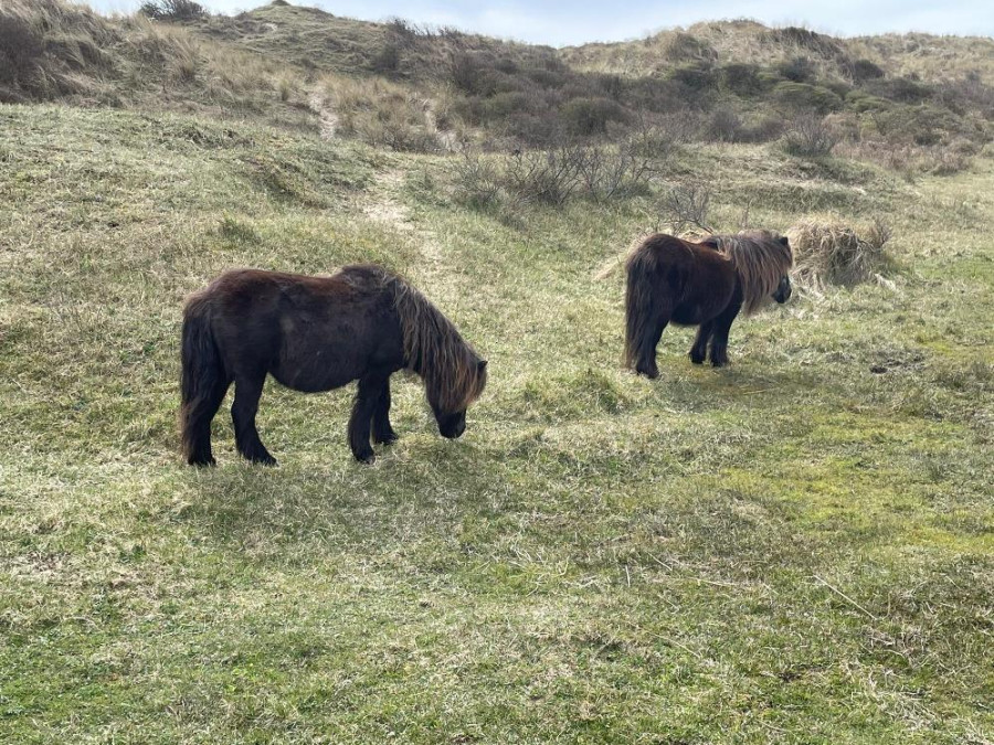 Shetland pony's