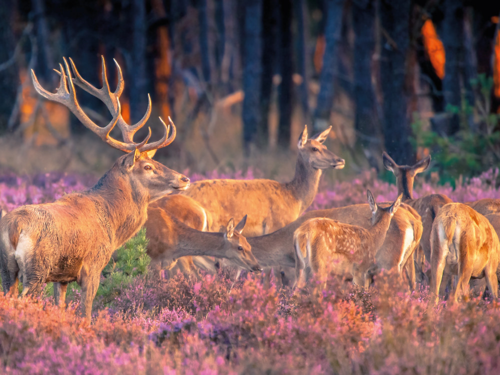 Safari op de Veluwe