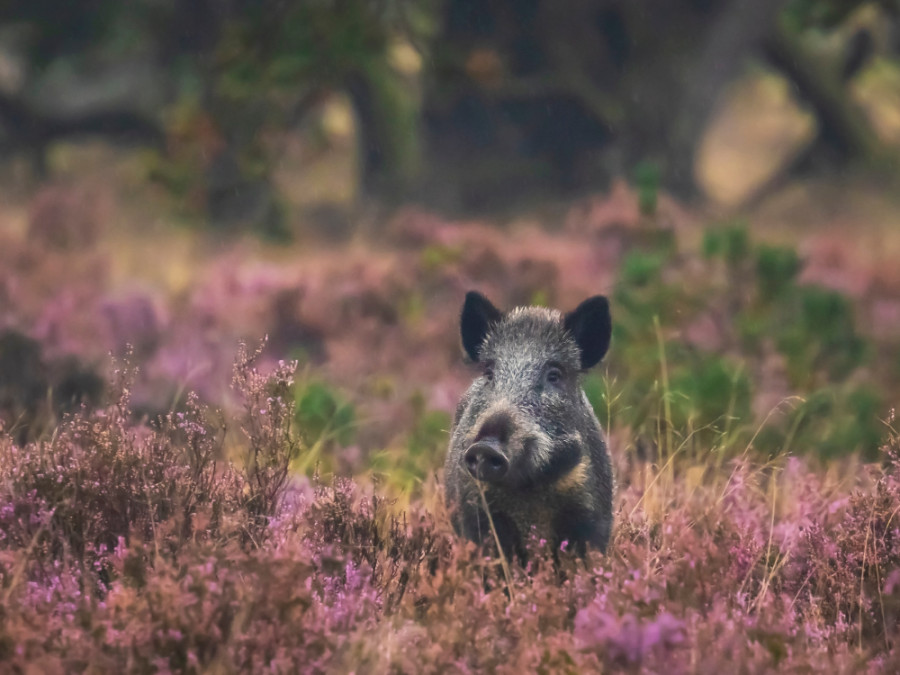 Safari in Nederland