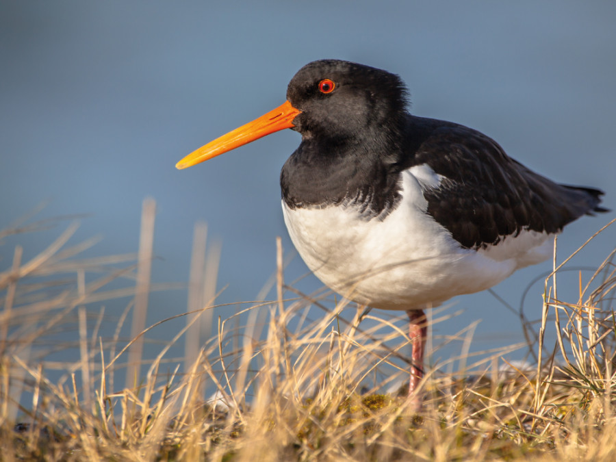 Vogelreis Nederland