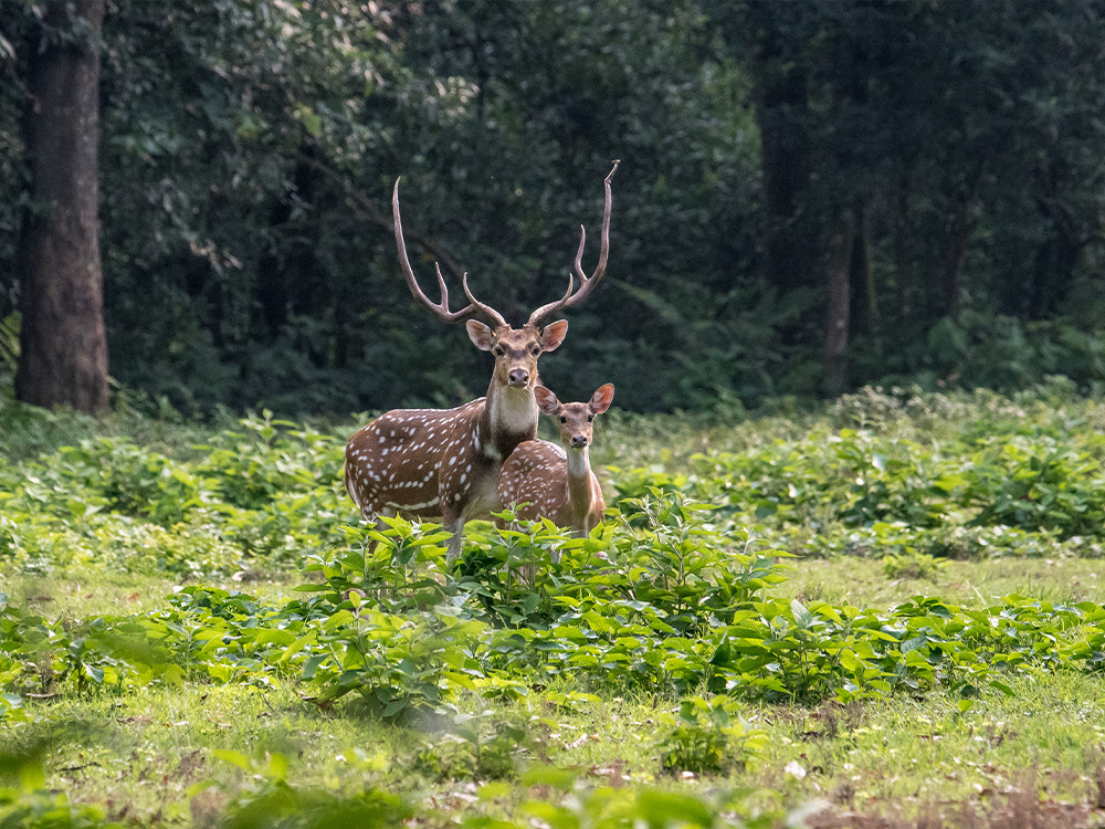 Dieren in Chitwan