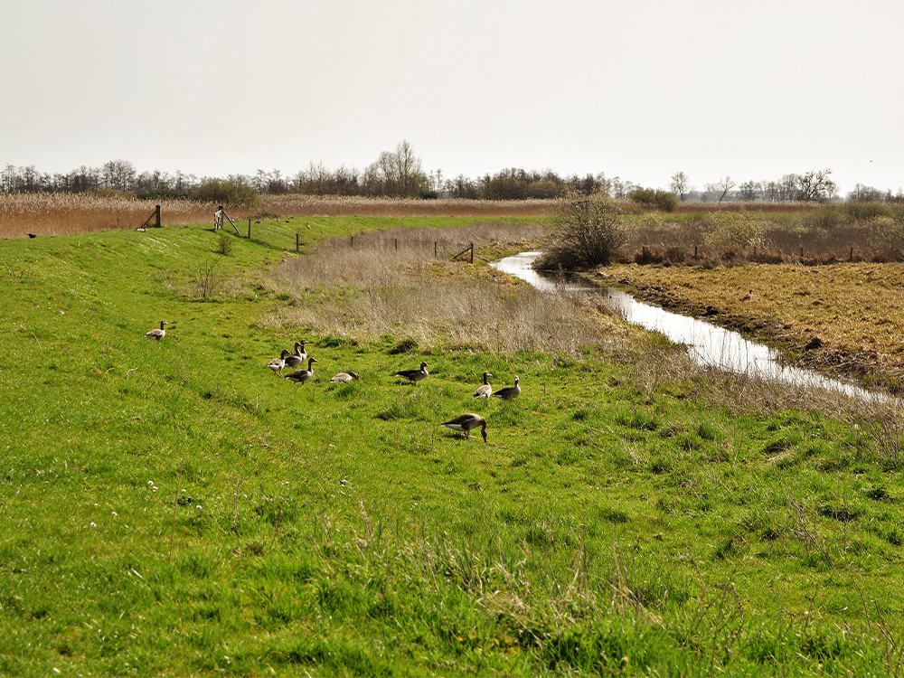 Ganzen in de graslanden