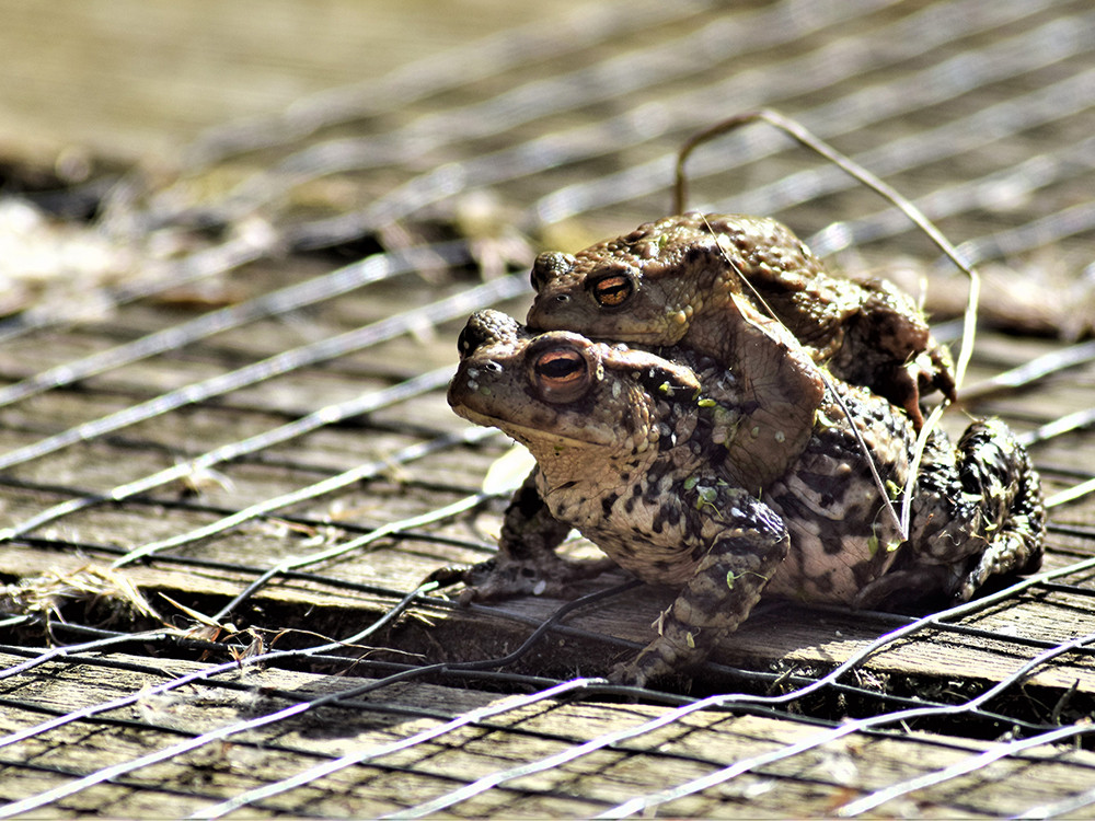 Dieren spotten