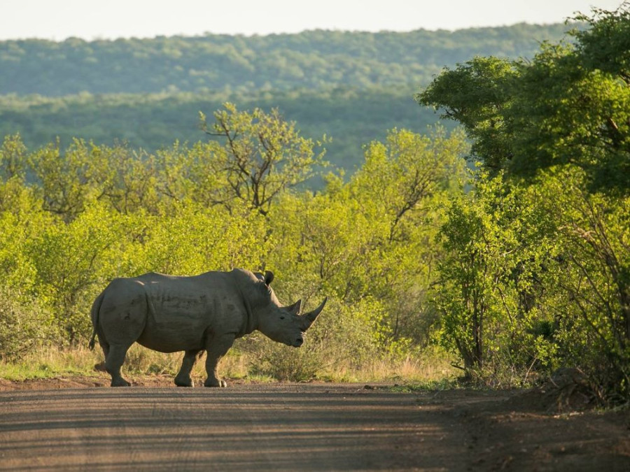 Neushoorn in Nationaal Park Zuid-Afrika