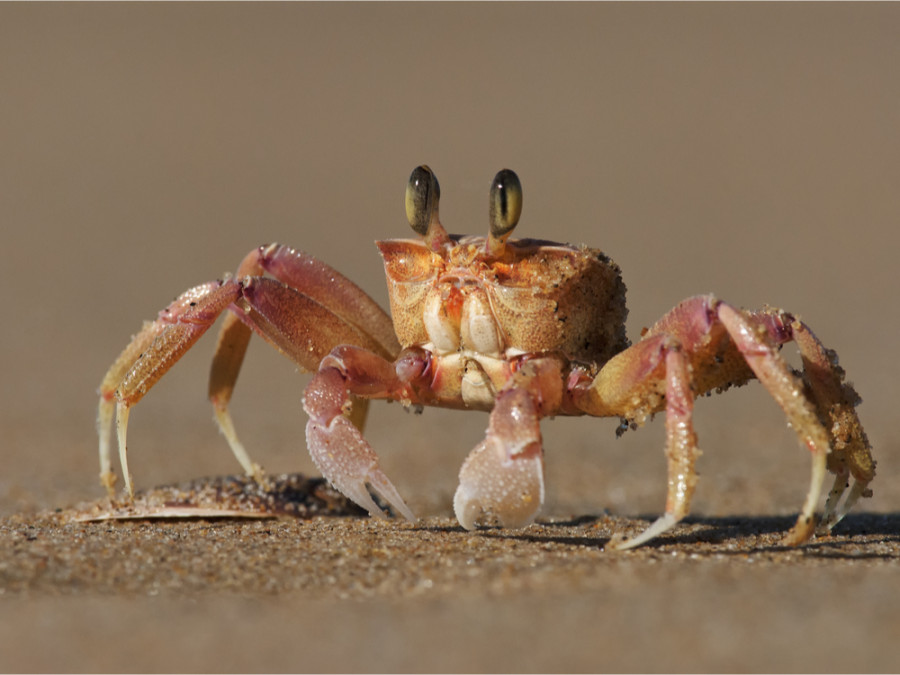 Cape Vidal