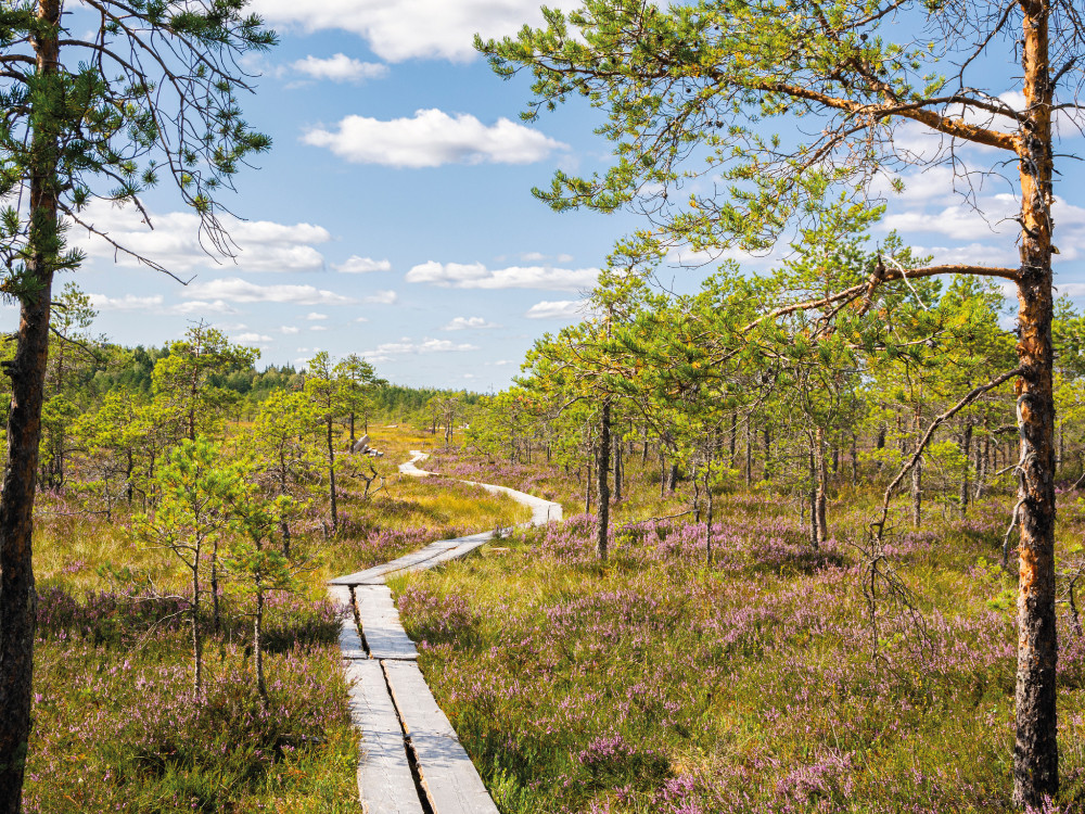 Torronsuo Nationaal Park