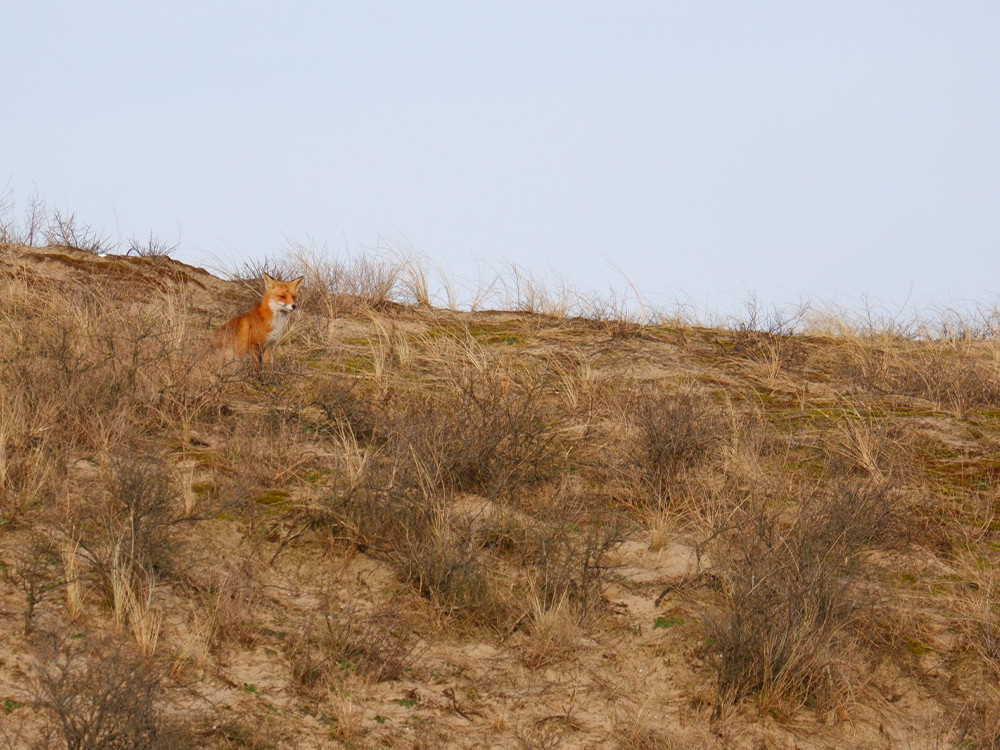 Vos in Zuid-Kennemerland