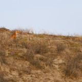 Afbeelding voor Zuid-Kennemerland