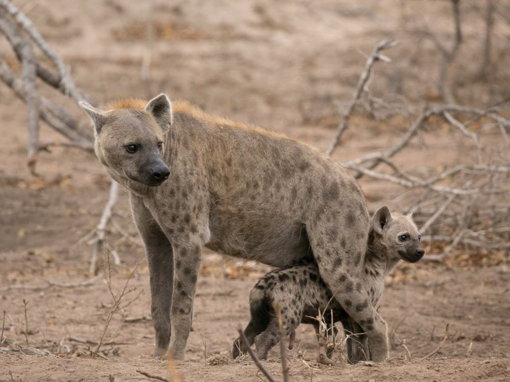 Zuid-Afrika safari