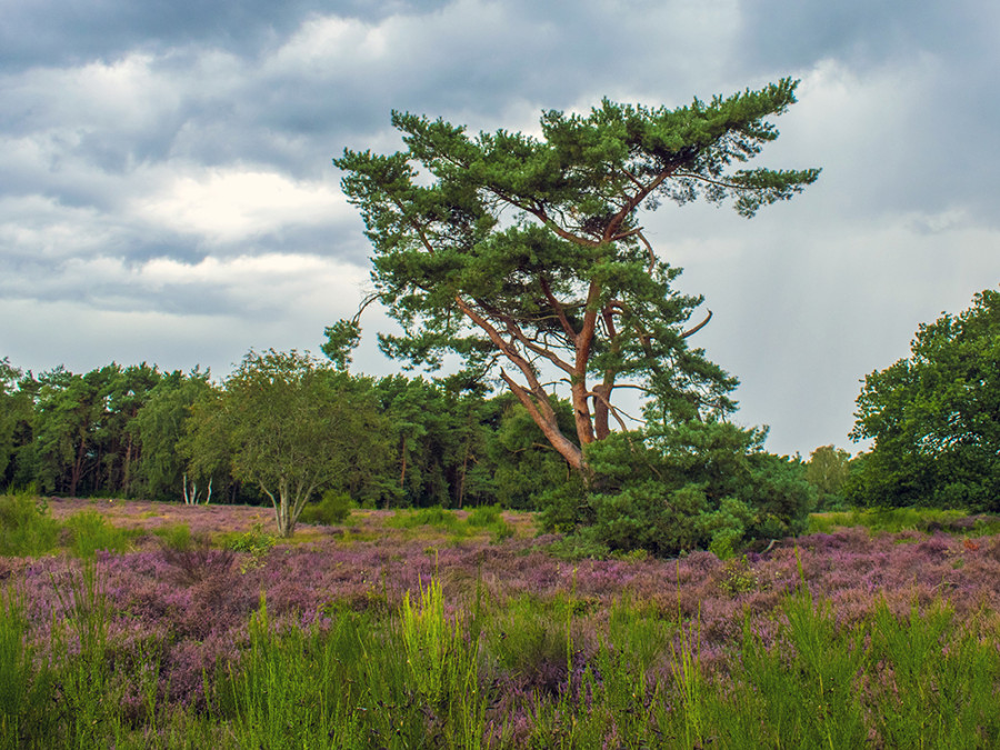 Bloeiende Zuiderheide