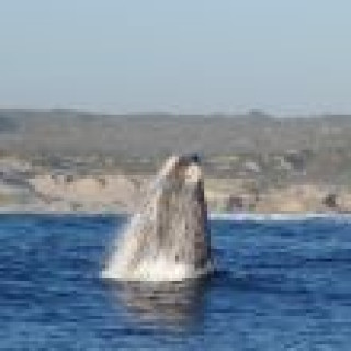 Afbeelding voor All for Nature - Unieke walvisreis
